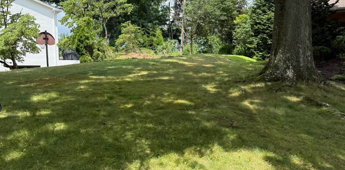 Lush green lawn from hydroseeding