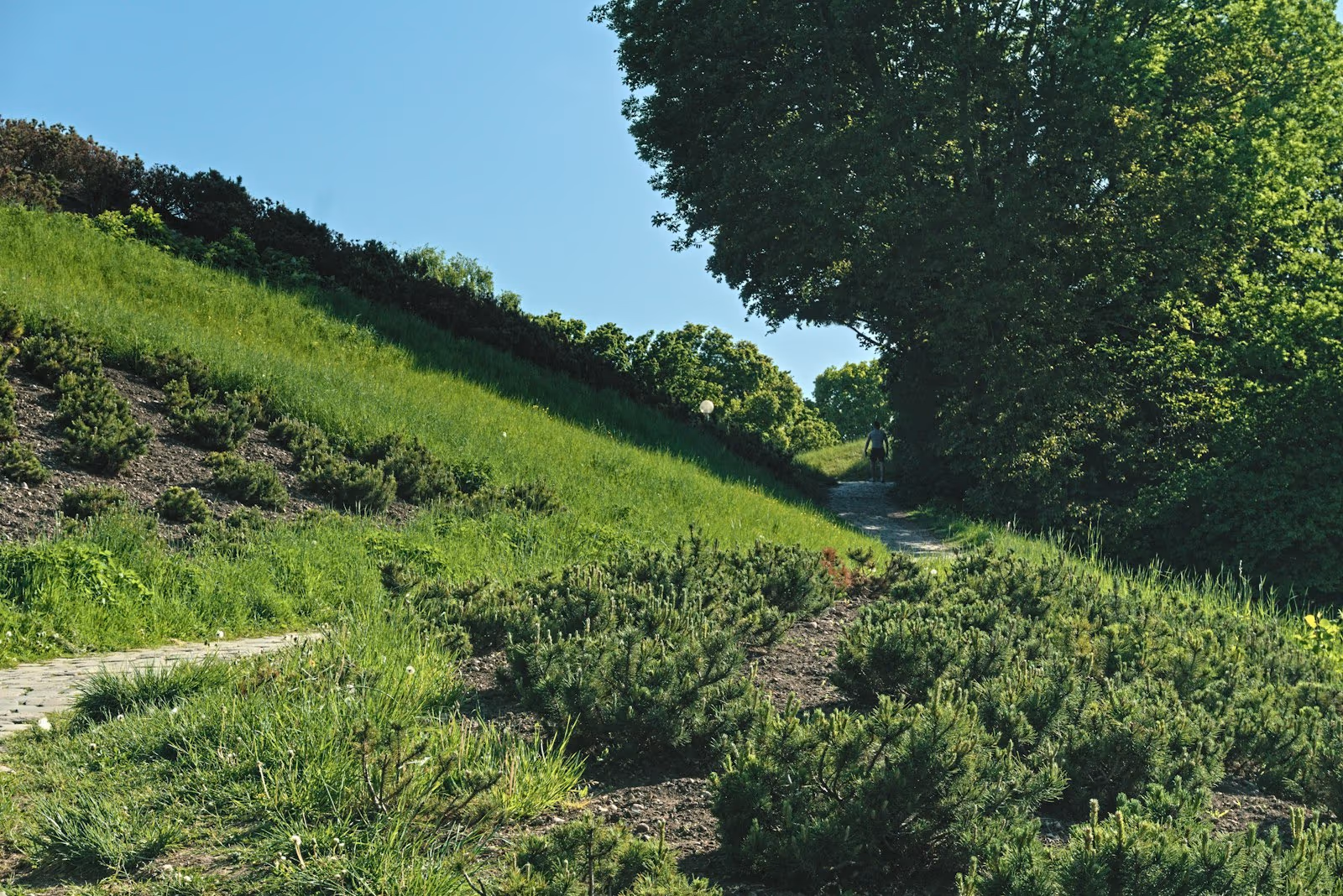 Groundcover planted across a bare slope